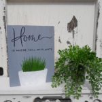 Home is Where I Kill My Plants